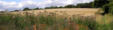 South Downs Way